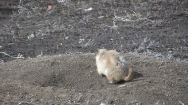 Çayır köpeği yuva