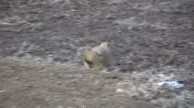 Çayır köpeği yuva