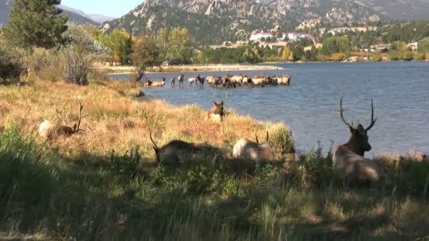 Лосиное стадо у озера — стоковое видео