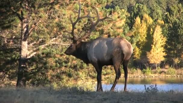 Bull Elk — Stock Video