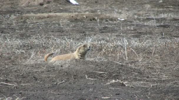 草原土拨鼠在挖洞 — 图库视频影像