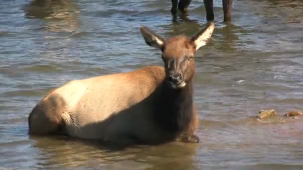 牛のヘラジカの湖で — ストック動画