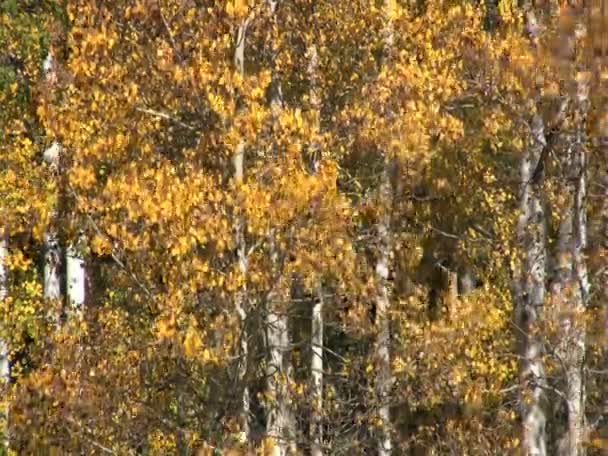 Kavak grove sonbaharda kapatın — Stok video
