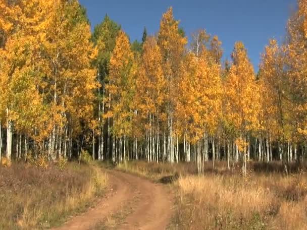 Aspen grove in herfst — Stockvideo