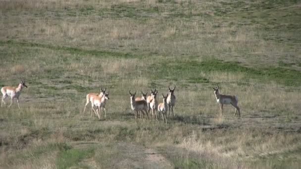 Troupeau d'antilopes du Pronghorn — Video