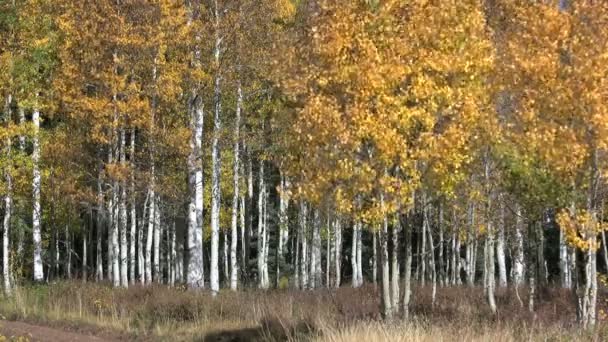 Aspen Grove in autunno — Video Stock