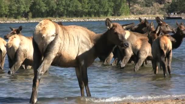牛のヘラジカの湖で — ストック動画