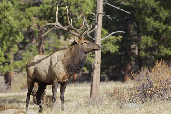 Pěkný býk elk — Stock fotografie