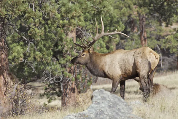 Szép bull elk — Stock Fotó