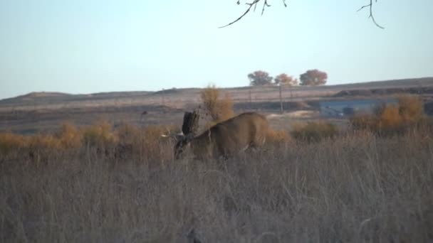 Genç whitetail buck — Stok video