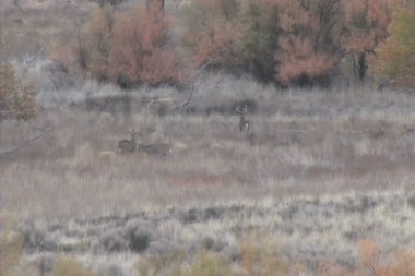 Whitetail dolar