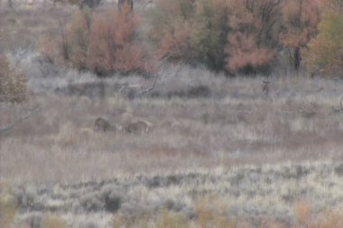 Whitetail dolar
