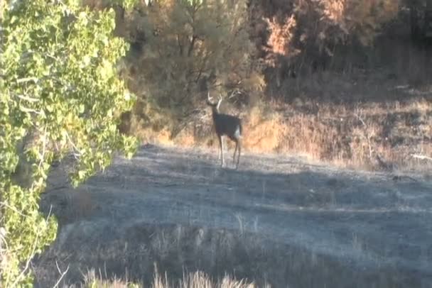 Whitetail Buck caminando — Vídeos de Stock