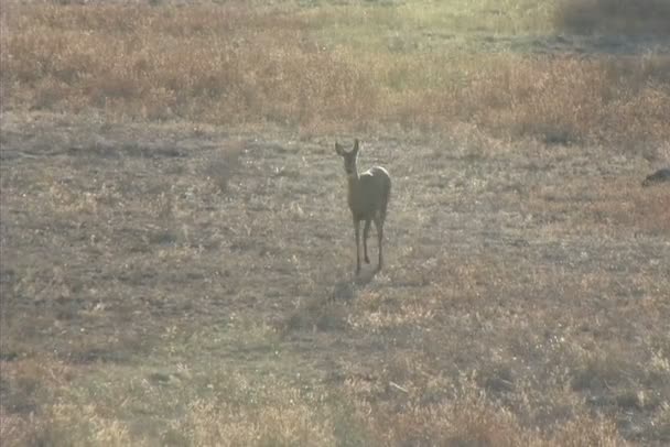 biche cerf marchant