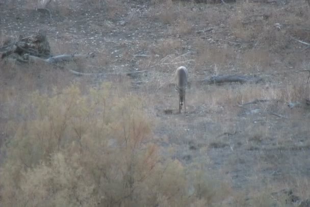 Queue blanche Buck marche 