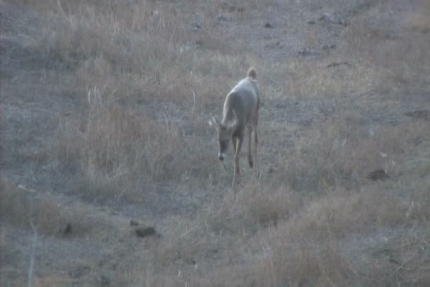 Білохвостий Buck ходьба — стокове відео