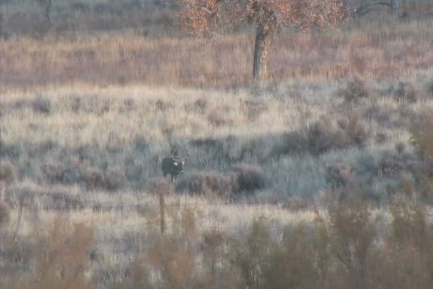 Whitetail Buck on Fenceline — Stock Video