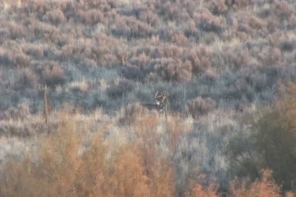 Whitetail Buck em Fenceline — Vídeo de Stock