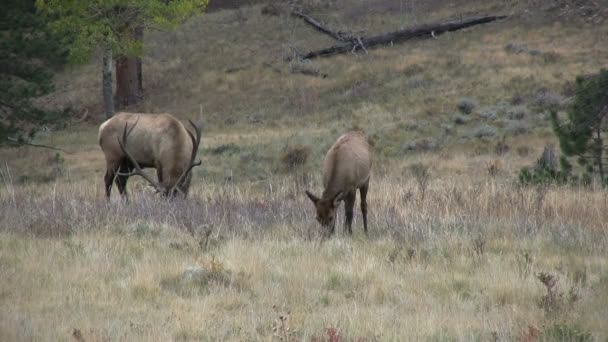 Le wapiti et la vache à Rut 