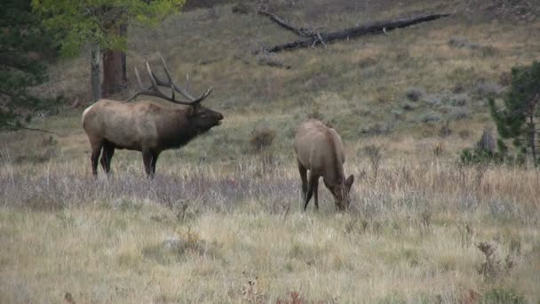 Bugling Bull Elk e Vaca na rotina — Vídeo de Stock