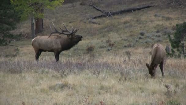 Bugling Bull Elk e Vaca na rotina — Vídeo de Stock