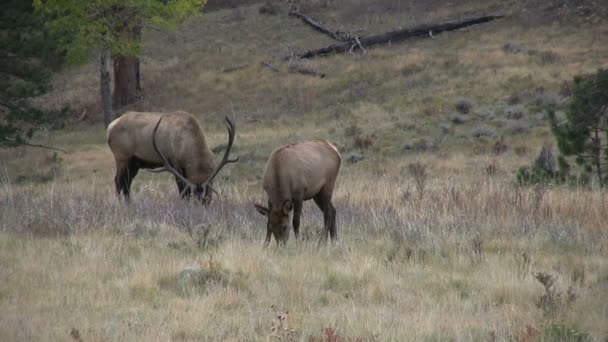 Alce toro e mucca in rovina — Video Stock