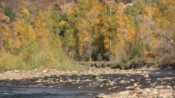 Berg rivier schilderachtige in herfst — Stockvideo