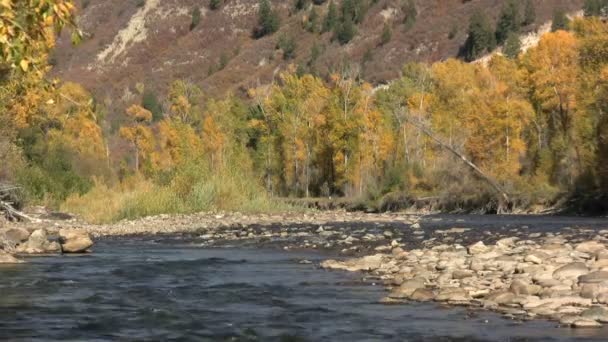 Colorado hegyi folyó festői őszén — Stock videók
