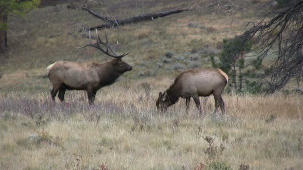 Bull Elk and Cow in Rut — Stock Video