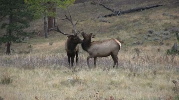 Le wapiti et la vache à Rut 