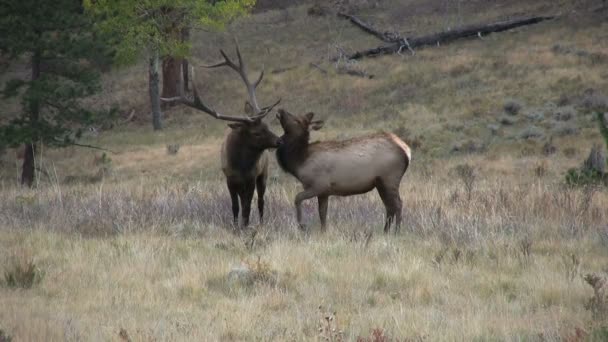 Bull Elk and Cow in Rut — Stock Video