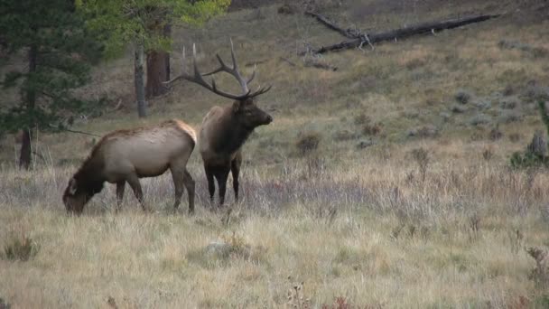 Bull Elk și vaca în Rut — Videoclip de stoc