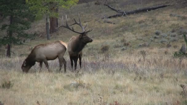 Alce toro e mucca in rovina — Video Stock