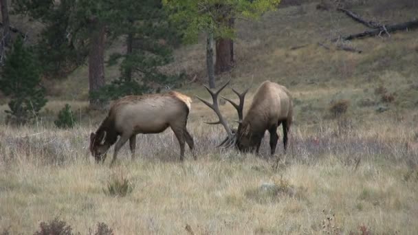 Alce toro e mucca in rovina — Video Stock