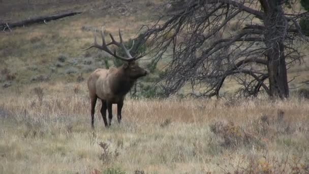Wapiti à Rut