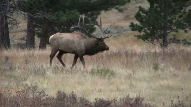 Bull Elk in Rut — Stock Video