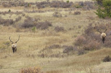 Rut 'ta Boğa Geyiği