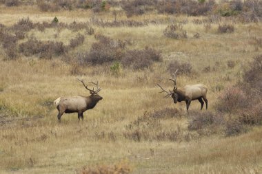 Boğa elk tekdüze dönük