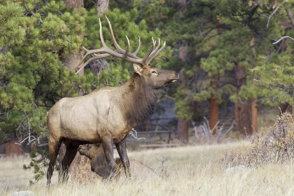 Bull Elk în rutină — Fotografie, imagine de stoc