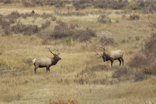 Bull Elk Facing Off in Rut — Stock Photo, Image