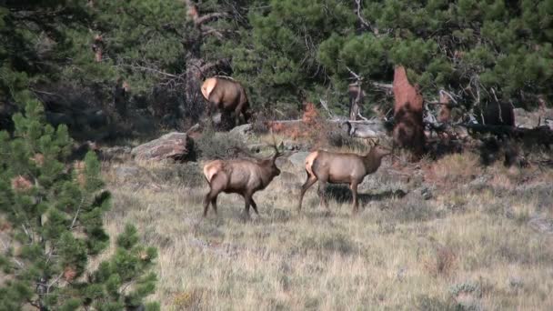 Alce toro e mucca in rovina — Video Stock