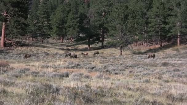 Cow Elk Herd in Meadow — Stock Video