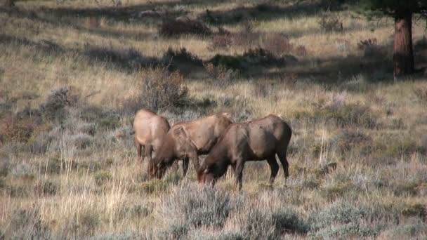 Cow Elk Grazing in Meadow — Stock Video