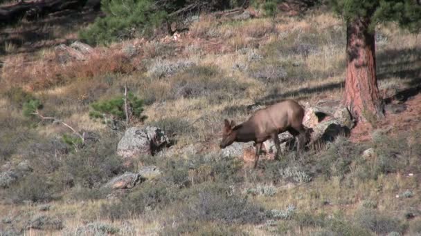 Cow Elk in Meadow — Stock Video