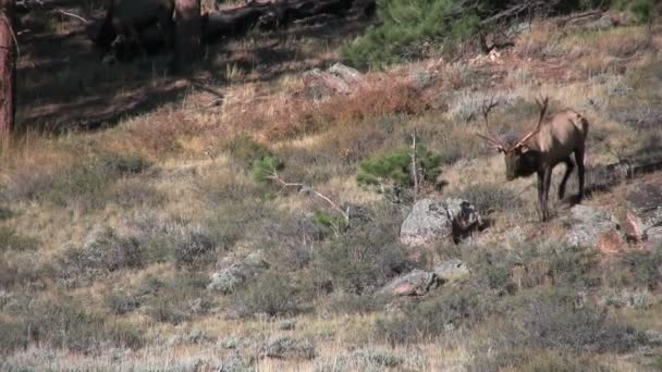 Bull Elk in Rut — Stock Video