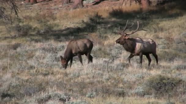 Bull Elk Bugling in Rut — Stock Video