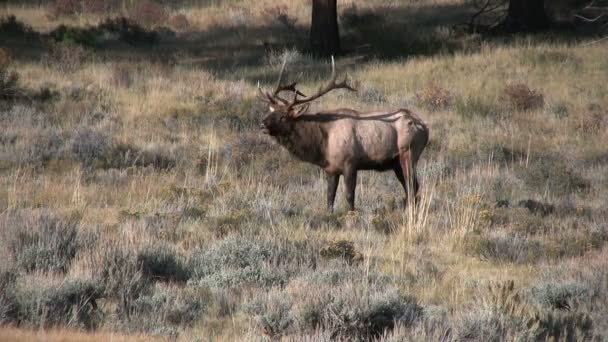 Bull elk kojotů v říji — Stock video