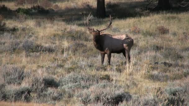 Stierenland in Rut — Stockvideo