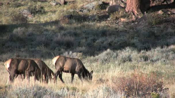 Wapiti de vache dans la prairie — Video