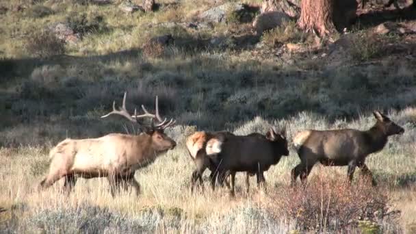 Bull Elk i Rut — Stockvideo